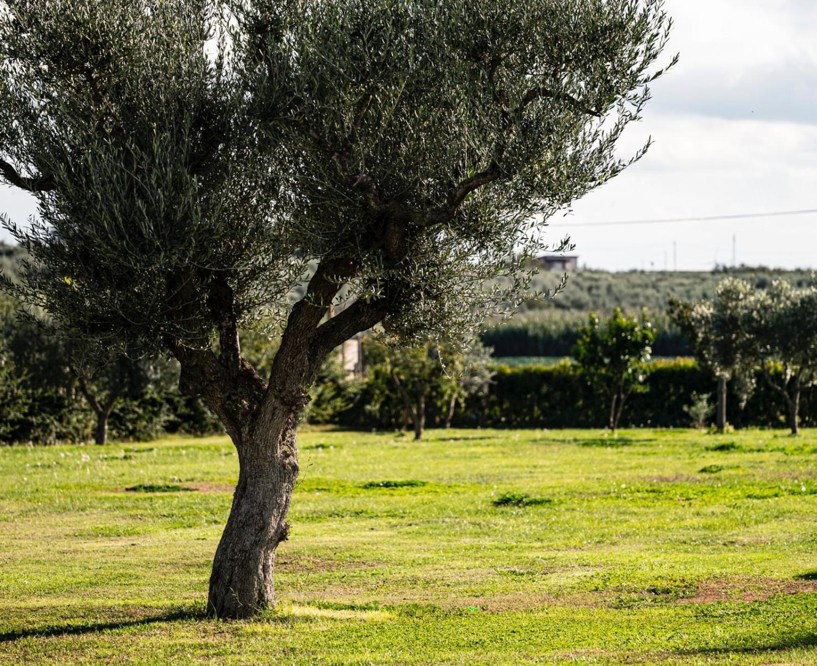 La Massaria Agriresort Orta Nova Buitenkant foto